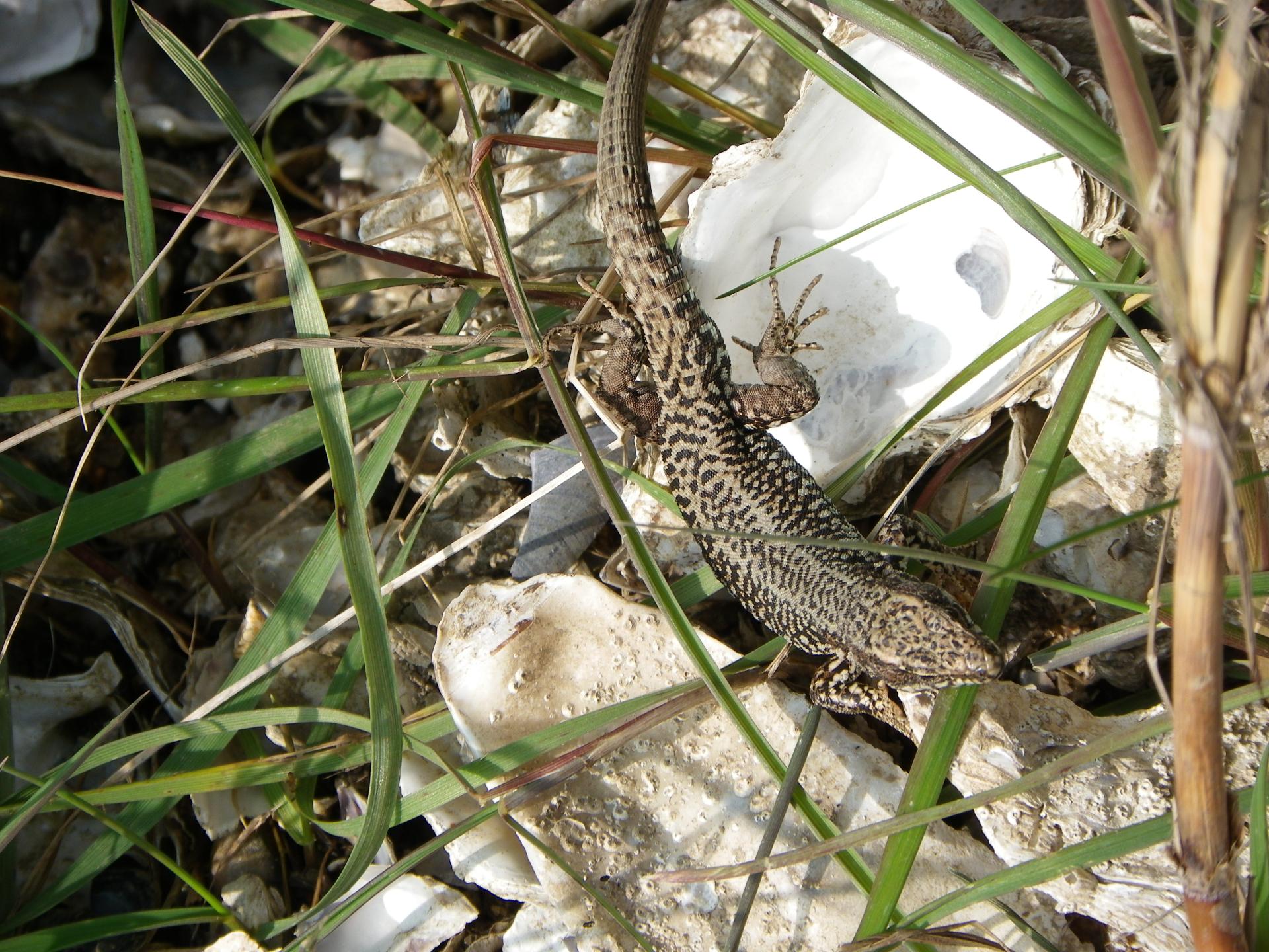 Lezard des murailles