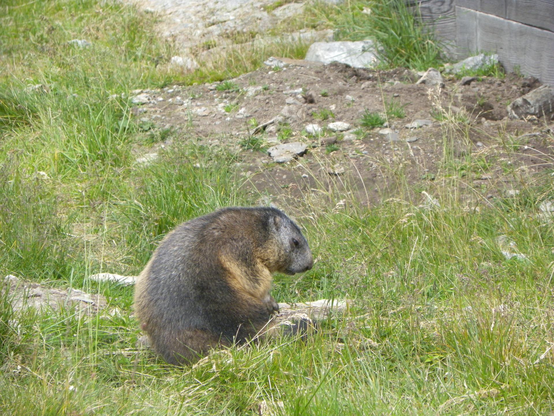 Marmotte 1