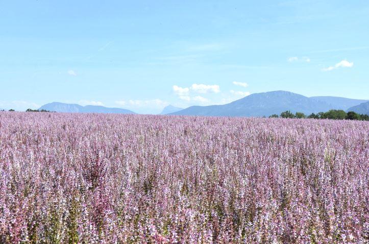 Plateau de Valensole
